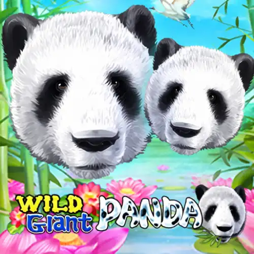Wild Giant Panda